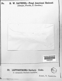 Leptostroma smilacis image